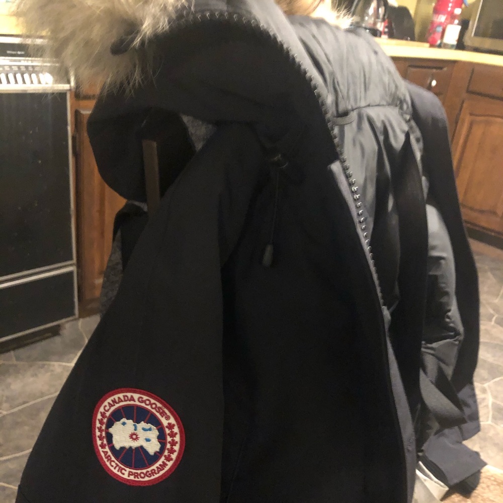 Canada goose